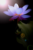 Best Blue Lotus Image